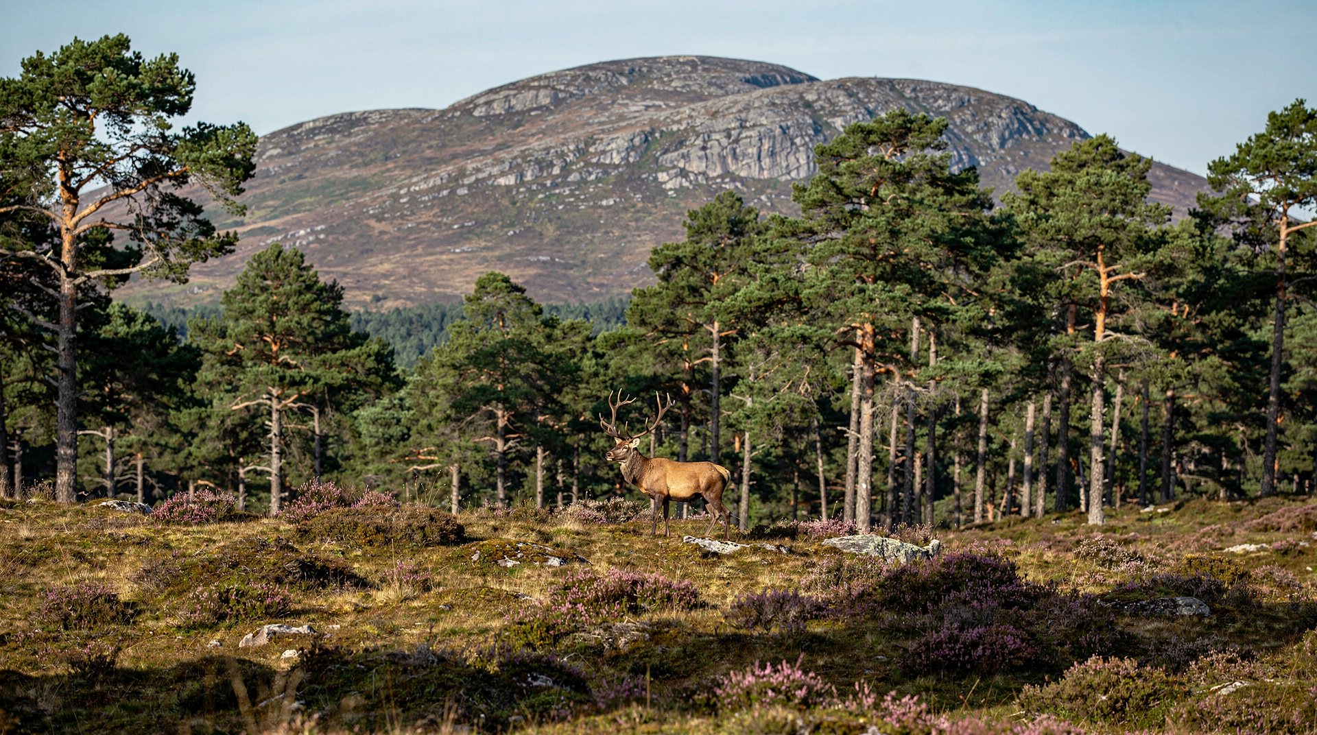 Parque Nacional de los Cairngorms, Scotland